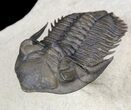 Metacanthina (Asteropyge) Trilobite - Top Quality Example #56554-3